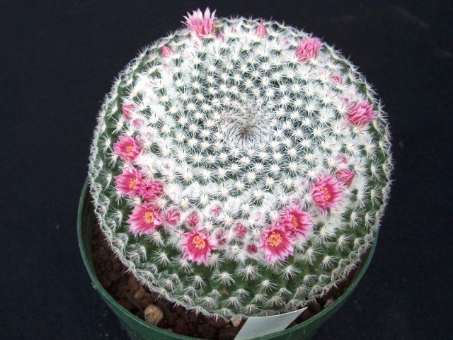 Mammillaria_pseudoperbella